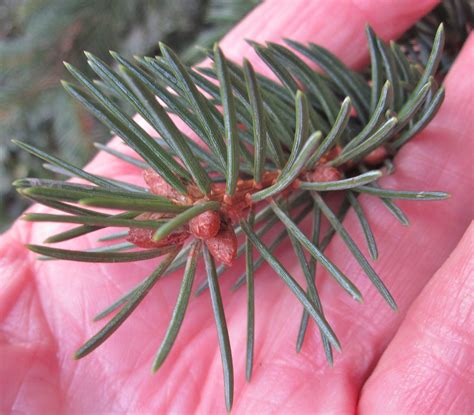 norway spruce tree identification